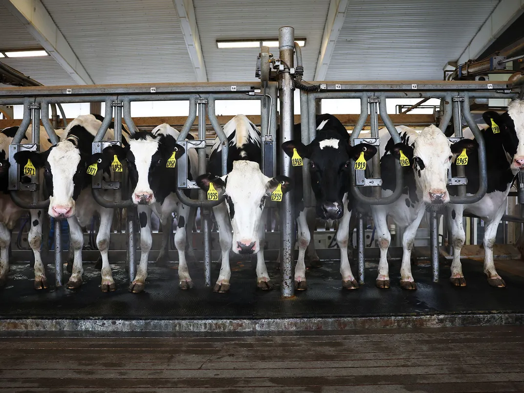 Dairy Cows
