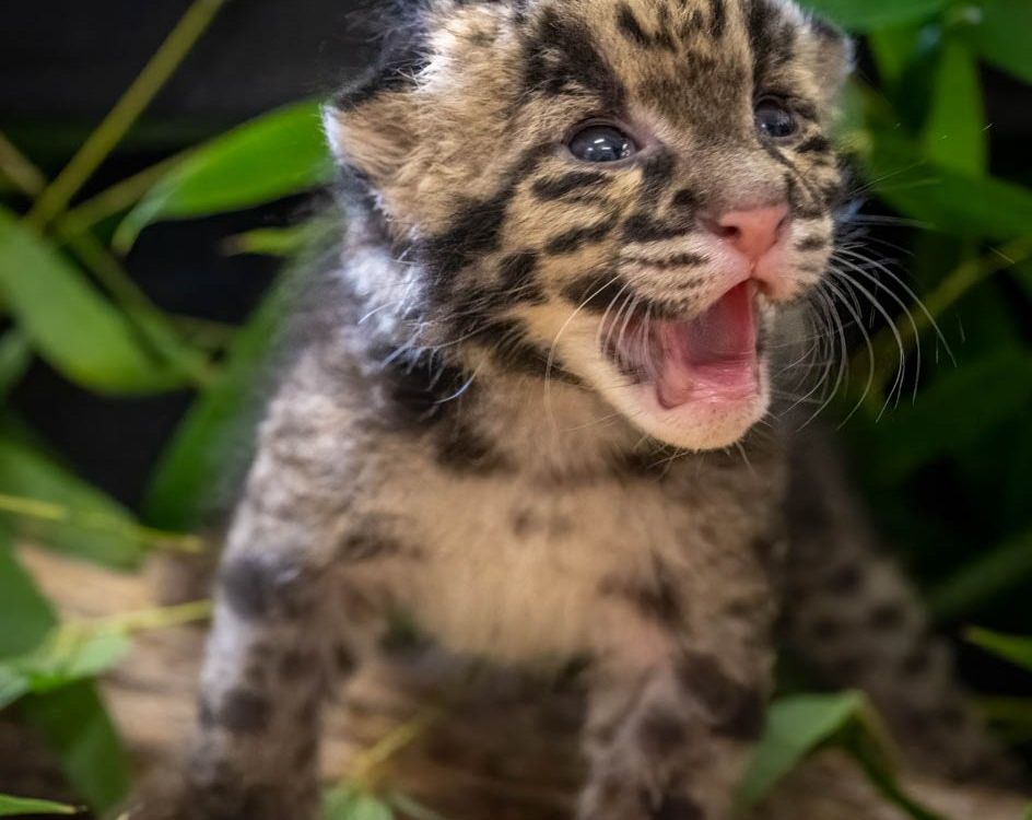 'Rare' Clouded Leopard Kitten Born at the Oklahoma City Zoo
