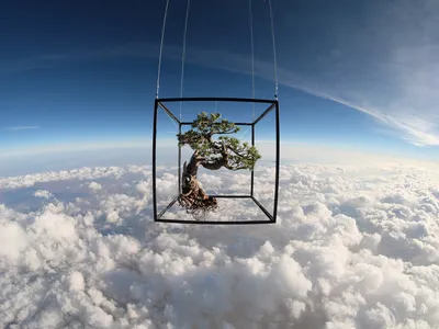 Shiki 1, a Japanese White Pine Bonsai suspended from a weather ballon as it ascends to the edge of space for artist Azuma Makoto's project Exobiotanica