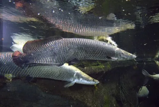Arapaima_nov30.jpg