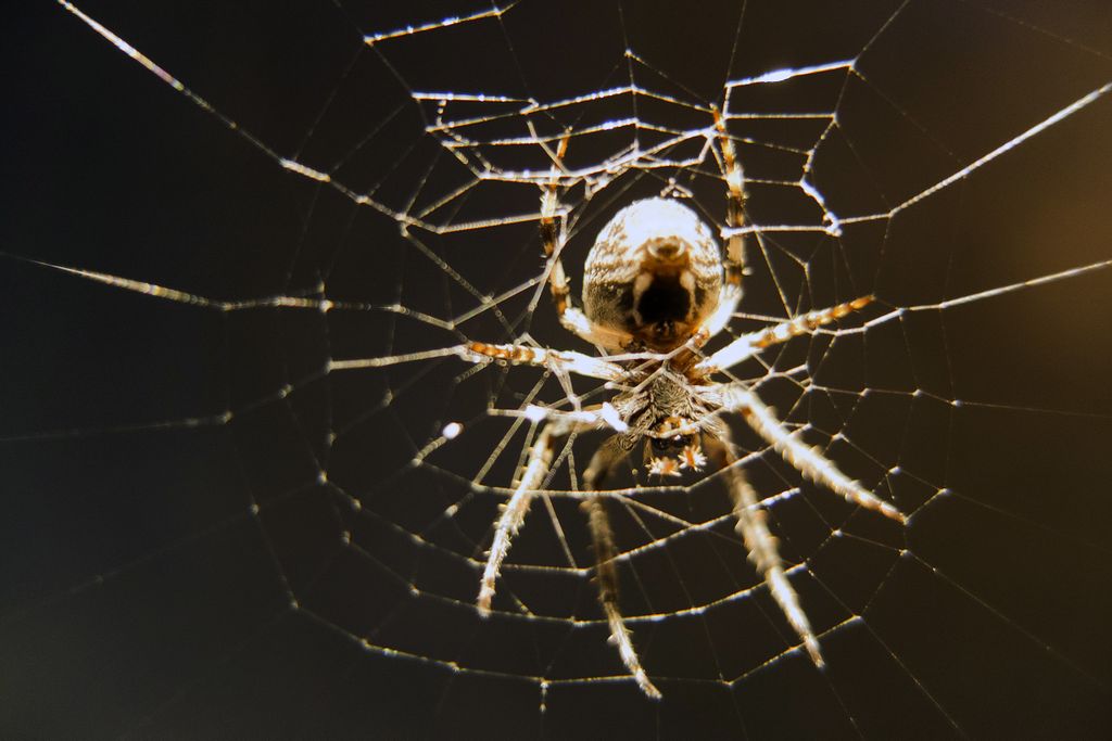 spider web
