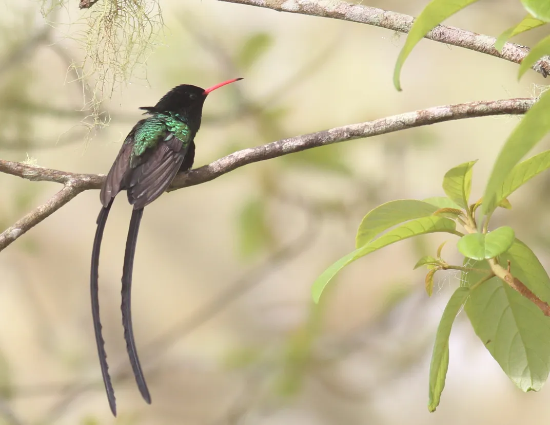 red-billed streamertail