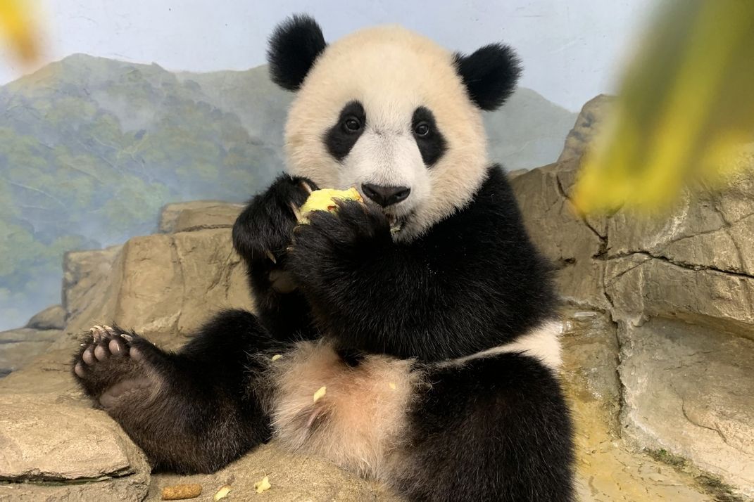 Giant panda cub Xiao Qi Ji sits on a rock eating a piece of food held in his paws