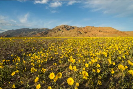 Desert Gold wildflowers carpet Death Valley during the 2016 "super bloom."