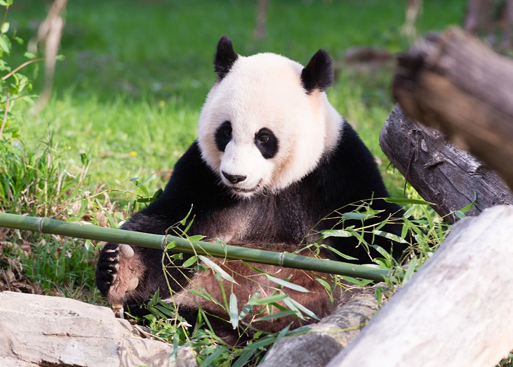 To Transport Frozen Panda Semen From China, Zoo Officials Went All the Way, At the Smithsonian