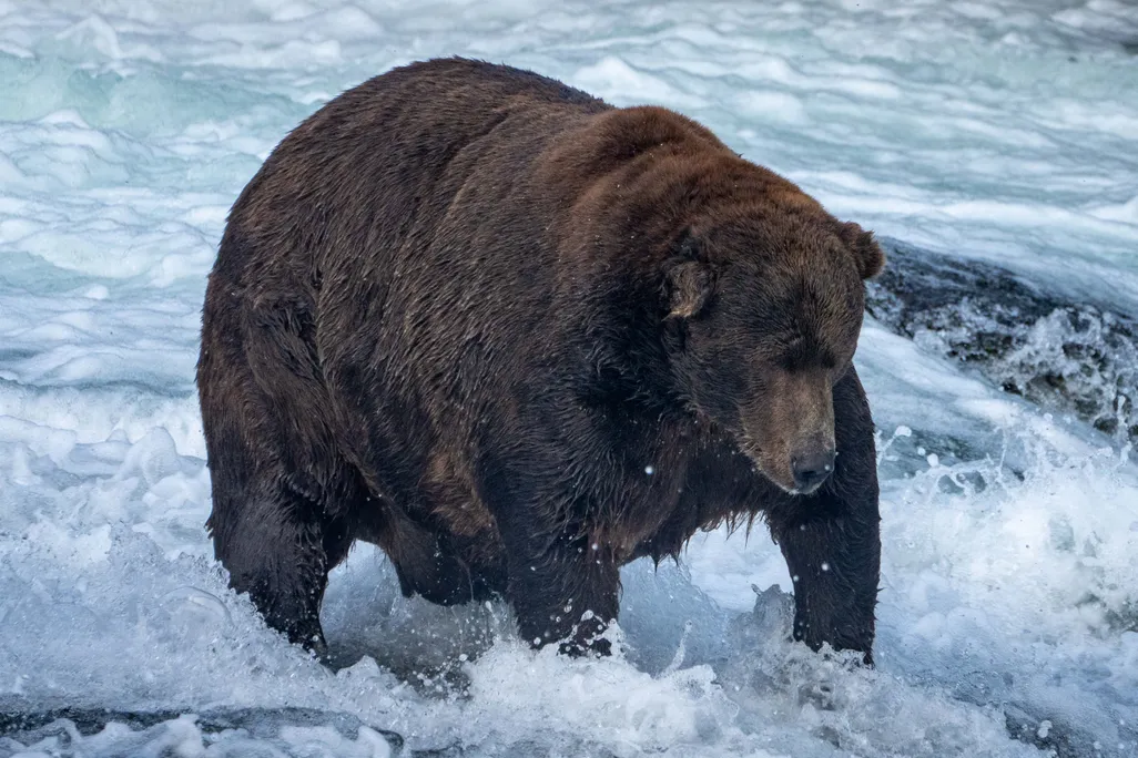 Bear 747 searches for salmon in the Brooks River.