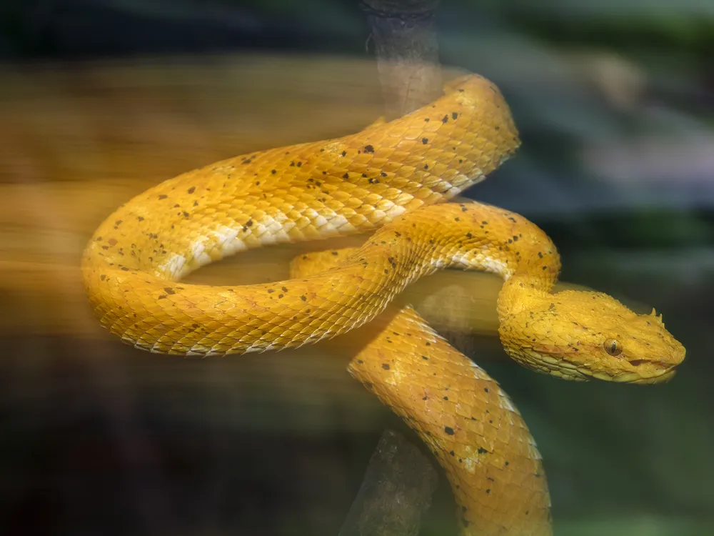 The eyelash viper is a relatively small species