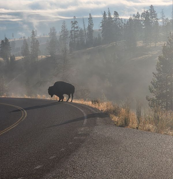 Bison on road in Yellowstone National Park thumbnail