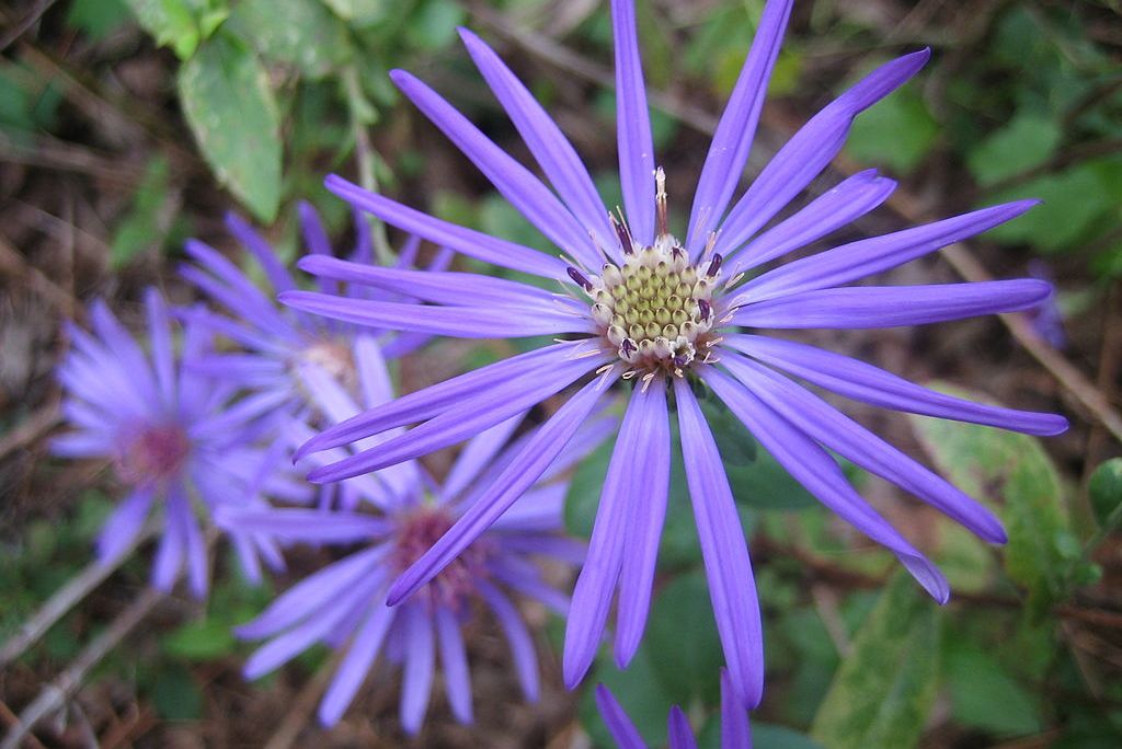 Symphyotrichum_georgianum,_Georgia_aster,_earlier_bloom.JPG