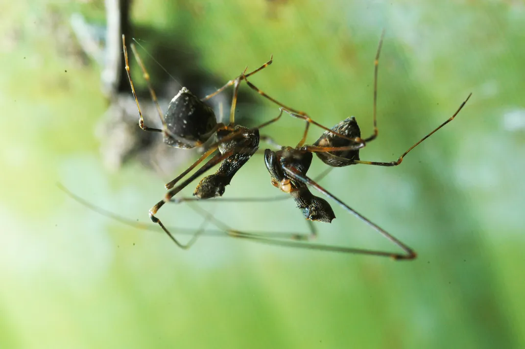 Madagascar's Ancient 'Pelican Spiders' Are As Striking As They Are Strange