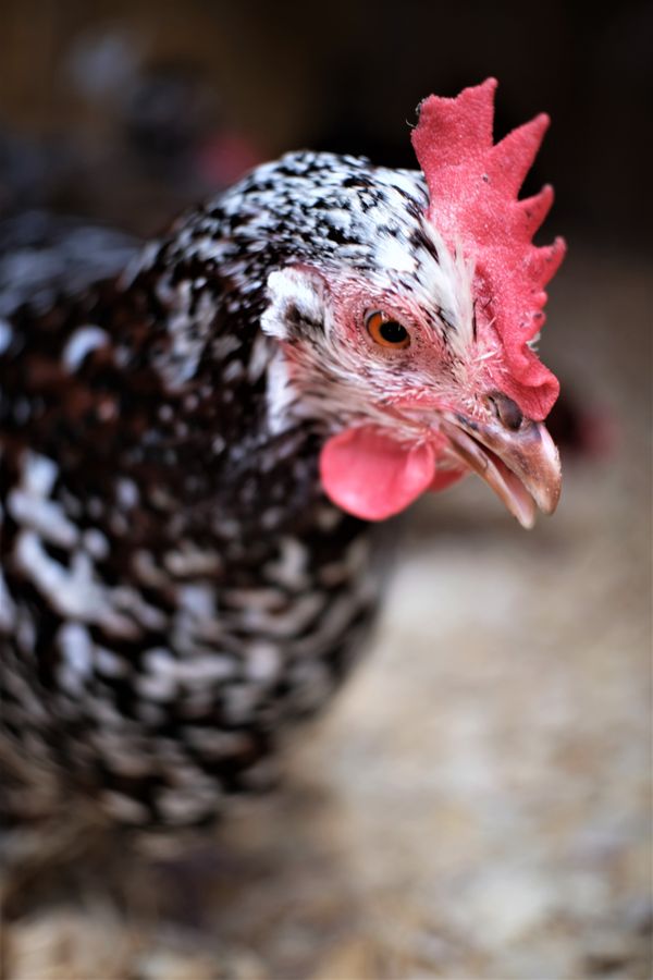 Lorraine, our Speckled Sussex thumbnail