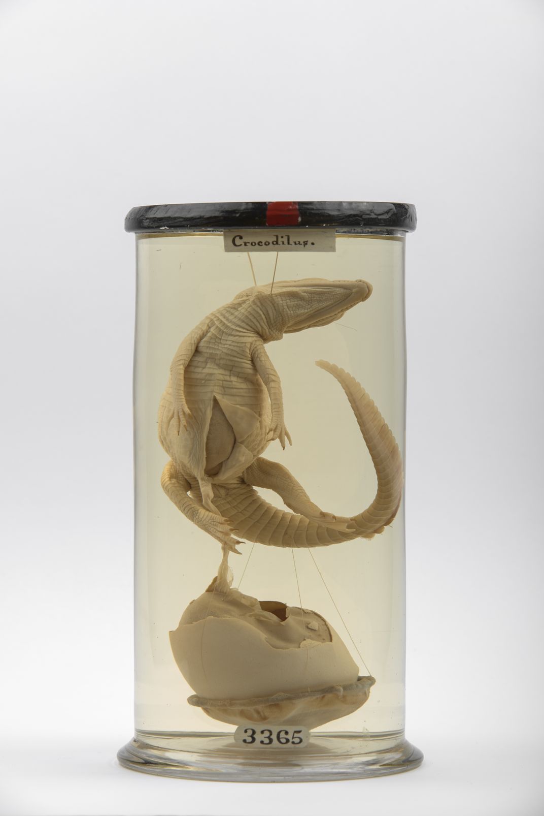 Preserved crocodile emerging from egg