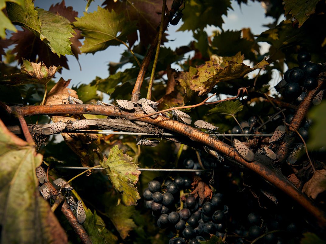 Adults swarm as grapes ripen for harvest