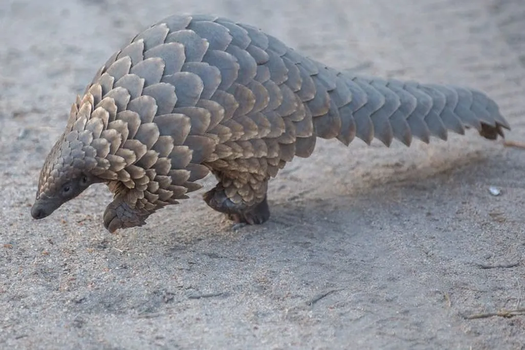 pangolin