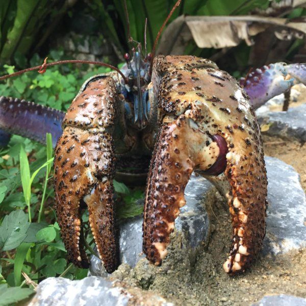 Coconut Crab's Pinch Among the Strongest in the World | Smart News|  Smithsonian Magazine