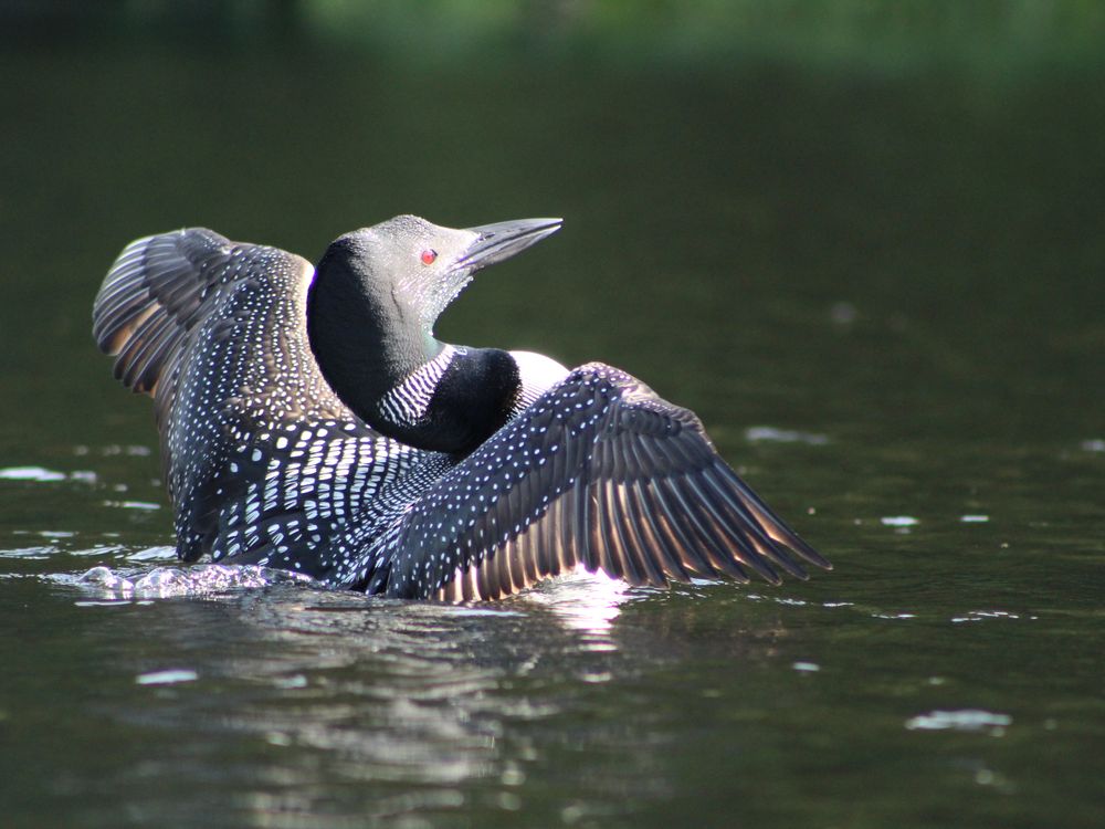 Loon wingspan | Smithsonian Photo Contest | Smithsonian Magazine