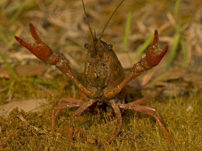 "Get away from me, get away from me!" - an anxious crawfish freaking out. 