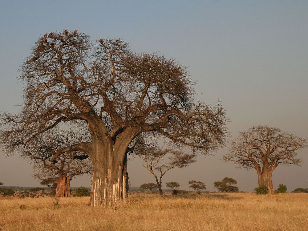 Largest Human Family Tree Identifies Nearly 27 Million Ancestors