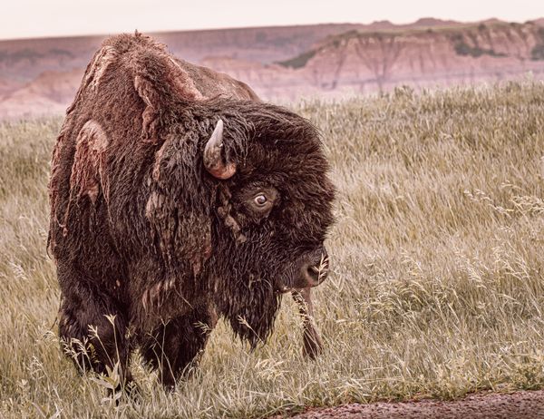 Spring Rain on the Long Grass Prairie thumbnail