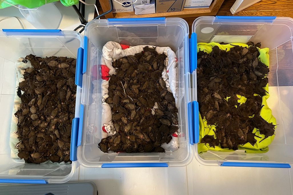 Bats in three plastic containers