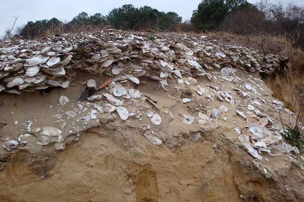Oyster midden