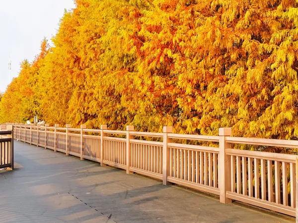 Autumn of Hometown: The Golden Bald Cypress thumbnail
