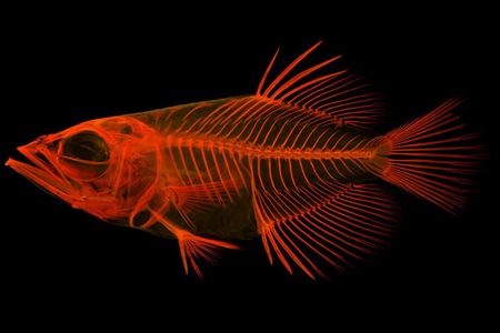 Red xray of a fish on black background.jpg