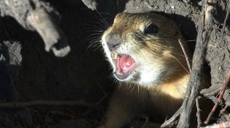 In Montana, ground squirrels have been tunneling under a Air Force base’s fences and setting off intruder alarms, prompting researchers to look for a solution.