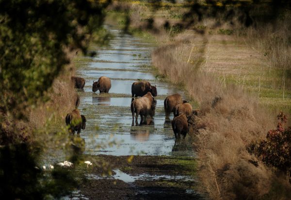 A herd of Bison in Florida thumbnail
