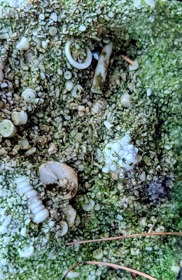 Treasure in the forest thumbnail