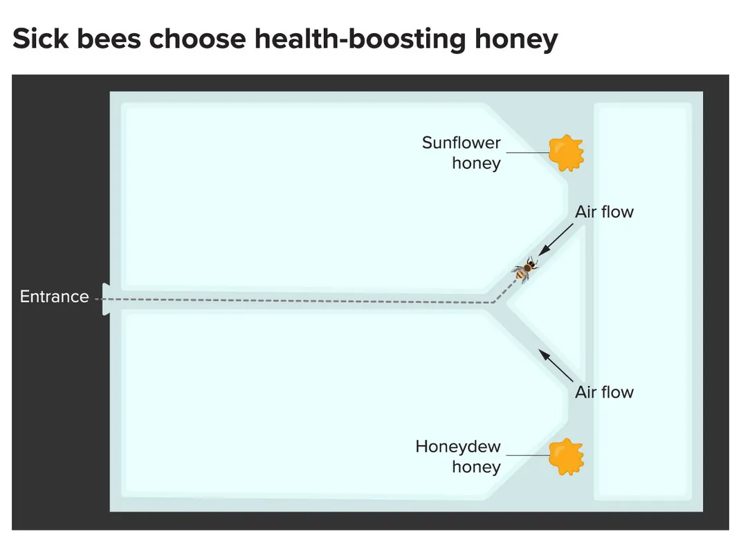Honey Olfactometer Small