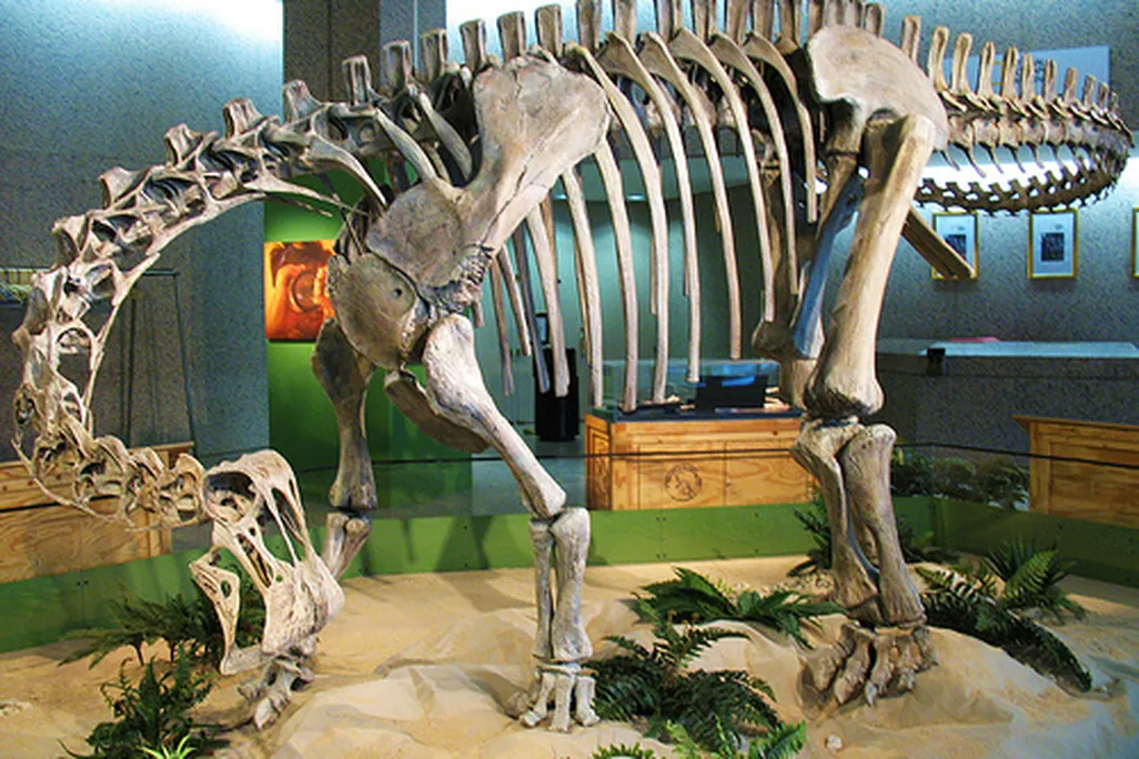 20110520083232nigersaurus-skeleton.jpg