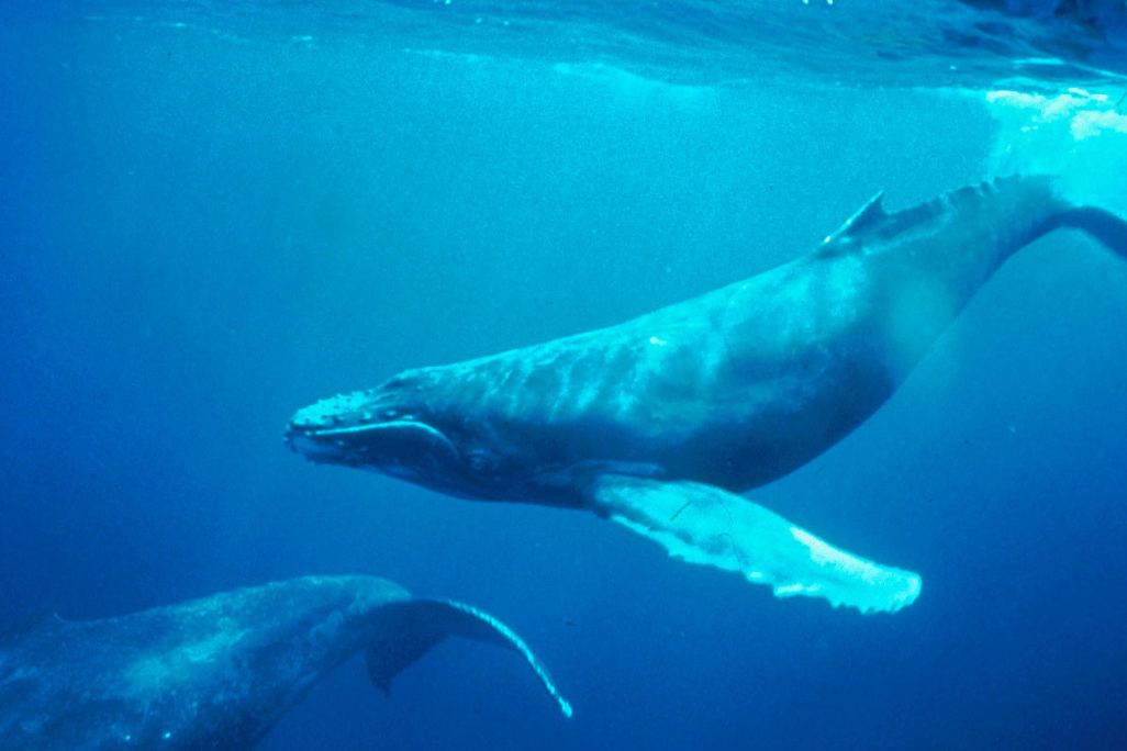 20110520102327humpback_b.jpg