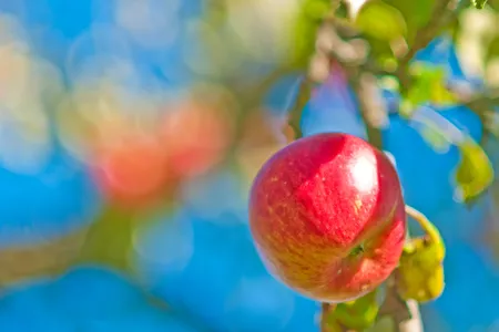Did a falling apple really influence Newtonian physics?