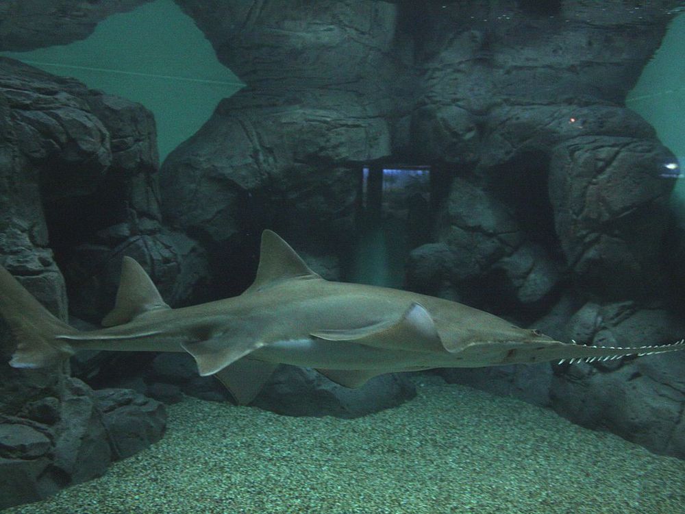 sawfish