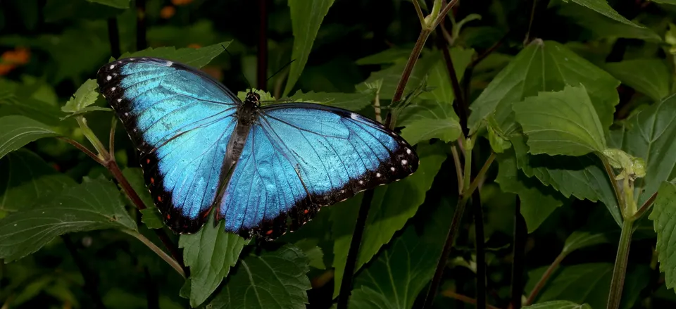  A Blue Morpho butterfly 