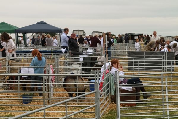 The Agricultural Show thumbnail