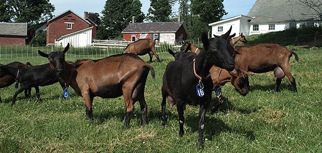 Consider Bardwell Farm goats