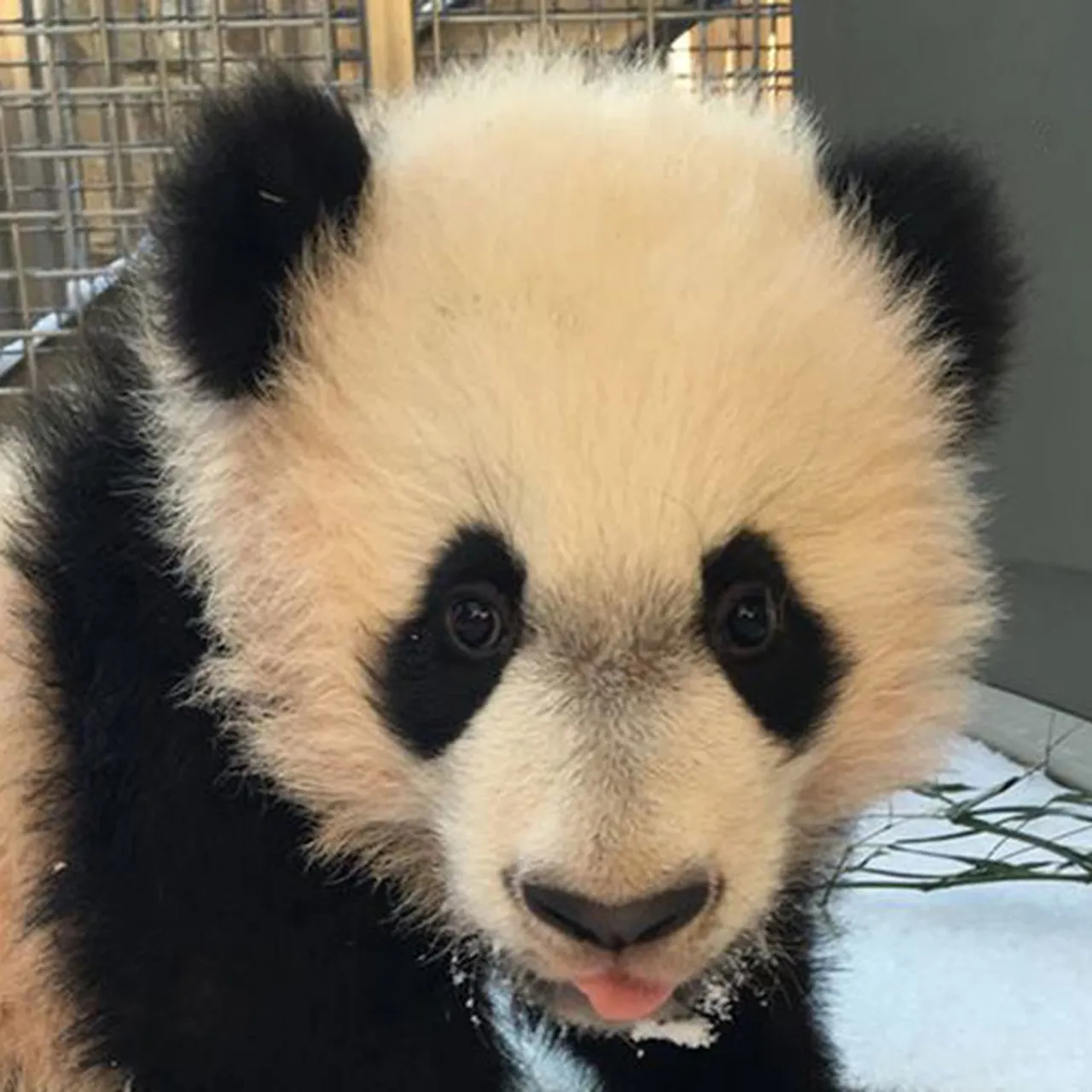 Cute Baby Animals You Have to See This Spring, image size:1280x1280