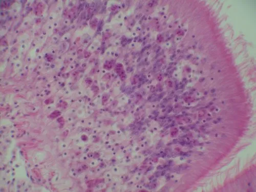 Pink-stained, microscopic image of oyster tissue with brighter pink and magenta dots