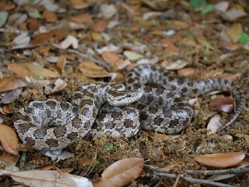 Prairie Kingsnake | Smithsonian Photo Contest | Smithsonian Magazine