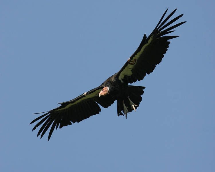 California condor soaring through the air