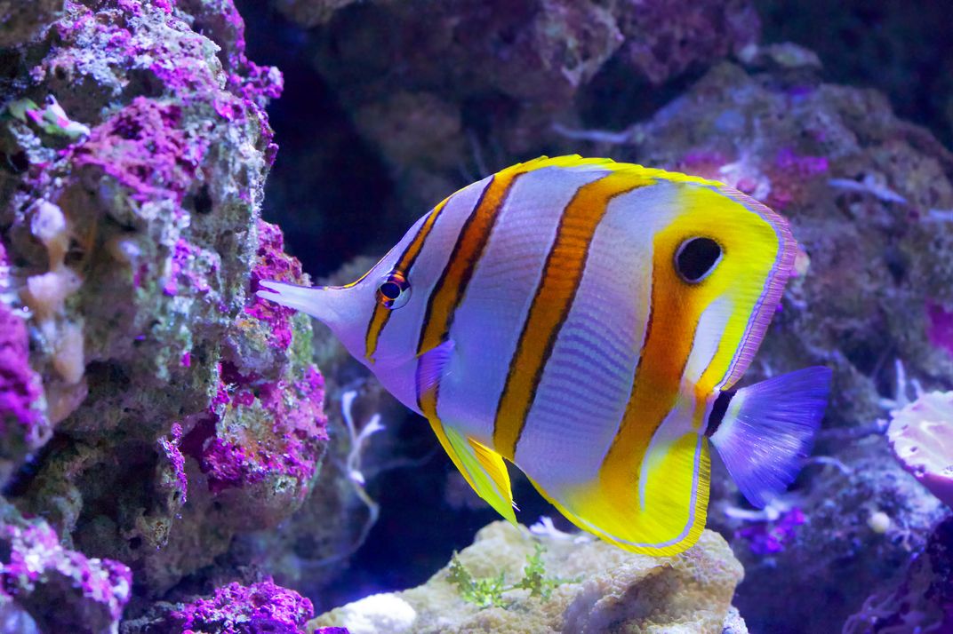 Beaked Coral Fish