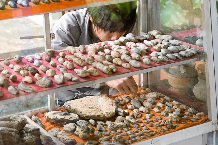 A person is crouching in front of a display of fossilized poops and reaching towards them with their hand