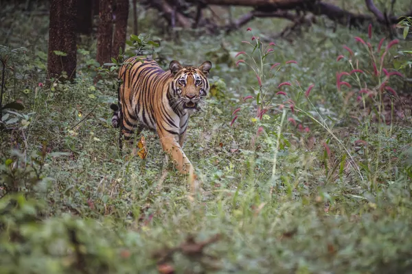 Orange, Black and Pink! thumbnail