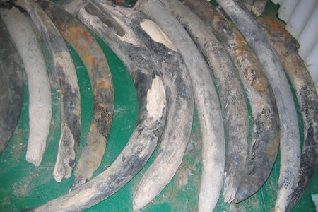 The team's findings reflect the toll of the ivory trade and habitat destruction.
