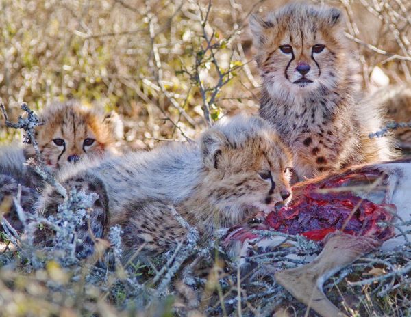 Three cheetah cubs assess a downed springbok thumbnail