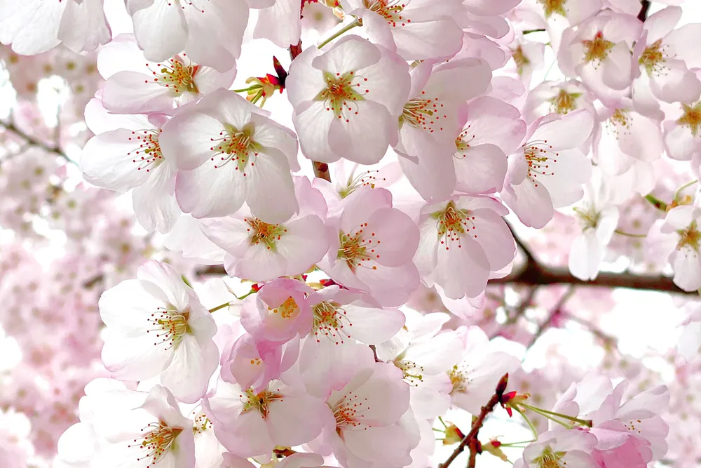 A close-up of blooming blossoms