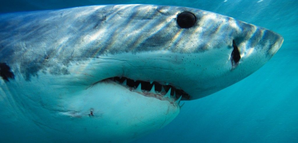 Sharks