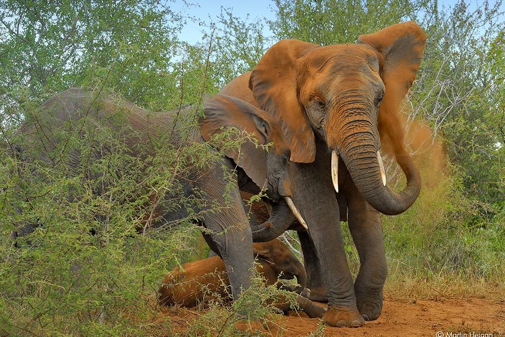 African elephant gives itself a dust bath